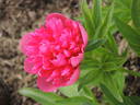 <i>P. officinalis</i> 'Rosea Plena' peony photo