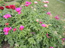 John C. Wegelen peony photo