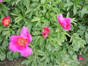 John C. Wegelen peony photo