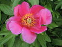 John C. Wegelen peony photo