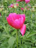 John C. Wegelen peony photo