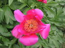 John C. Wegelen peony photo