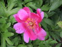 John C. Wegelen peony photo
