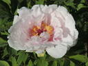 Yaezakura peony photo