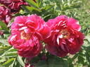 Hino-tsukasa peony photo