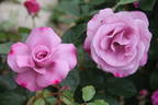 Imaginaire Parfumée ® rose photo