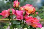 La Passionata rose photo