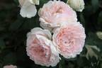 Clara's Choice rose photo