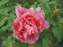 Chojyuraku peony photo