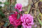 Simply Marvelous! ™ rose photo