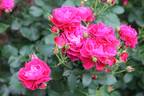 Domaine de St Jean de Beauregard rose photo