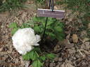 Bijou de Chusan peony photo