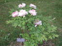 Adzuma Nishiki peony photo