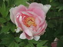 Adzuma Nishiki peony photo