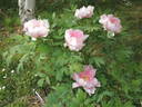 Adzuma Nishiki peony photo