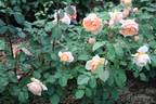 Anna Fendi ® rose photo