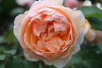 Anna Fendi ® rose photo