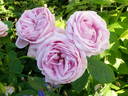 Liparfum rose photo