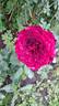 Epoca rose photo