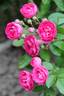 Enfant d'Orléans rose photo