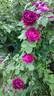 Marie Popelin rose photo