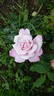 Smooth Moonlight ™ rose photo