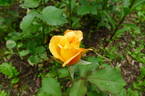 Freddy Mercury rose photo