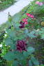 Burgundy velvet rose photo