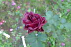 Burgundy velvet rose photo