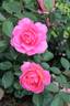 Génération jardin rose photo