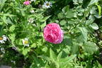 Vitalrose Madame Pompadour rose photo