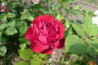 Vitalrose Sahra Susan rose photo