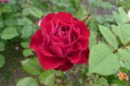 Vitalrose Sahra Susan rose photo