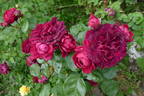 Highgrove rose photo