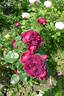 Highgrove rose photo