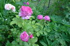 Vitalrose Madame Pompadour rose photo