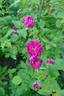 Henry Irving rose photo