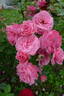Dornröschenschloss Sababurg rose photo