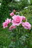 Dornröschenschloss Sababurg rose photo