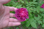 Deuil de Paul Fontaine rose photo