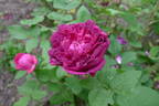 Deuil de Paul Fontaine rose photo