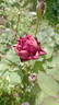 Burgundy velvet rose photo