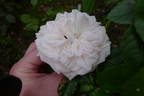 Daisy's Delight rose photo