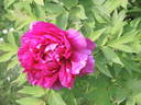 Hana-Daijin peony photo