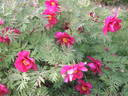 Chinese Dragon peony photo