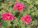 Chinese Dragon peony photo