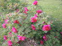 Chinese Dragon peony photo