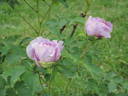 Guardian of the Monastery peony photo