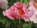 Mizukage peony photo