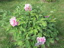 Duc de Massino peony photo